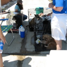 Second Chance SPCA - Pet Adoption