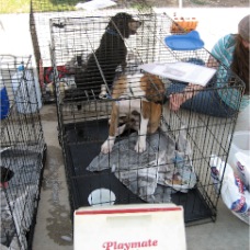 Ollie - He is a cutie and needs a good home