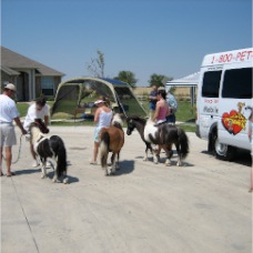 Miniature Horses